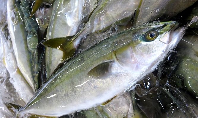 関東ではワカシ 関西ではツバス 横浜丸魚株式会社