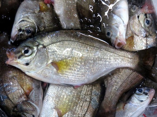 お知らせしたいことが山盛りです 横浜丸魚株式会社