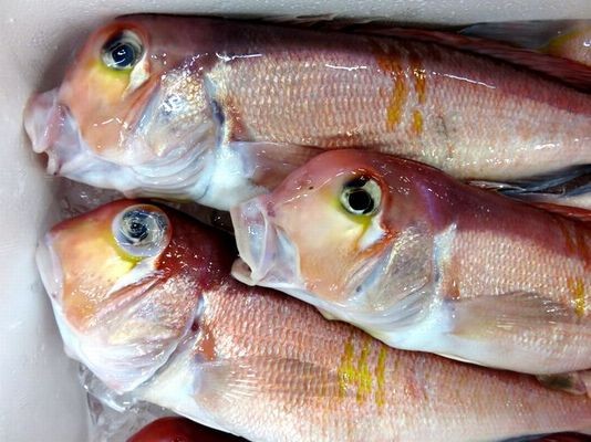 暑い夏に旬の魚を食べましょう 横浜丸魚株式会社