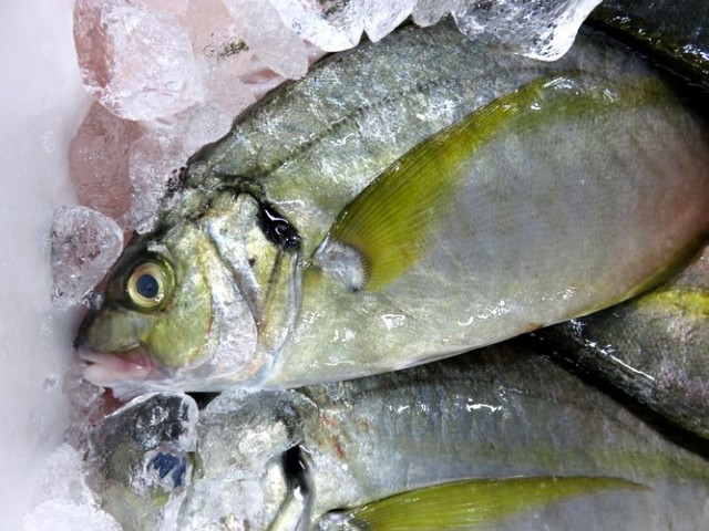 アジの王様 シマアジ 縞鯵 歩留りも最高です 横浜丸魚株式会社