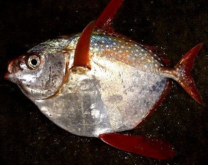 代用魚 アカマンボウ 横浜丸魚株式会社