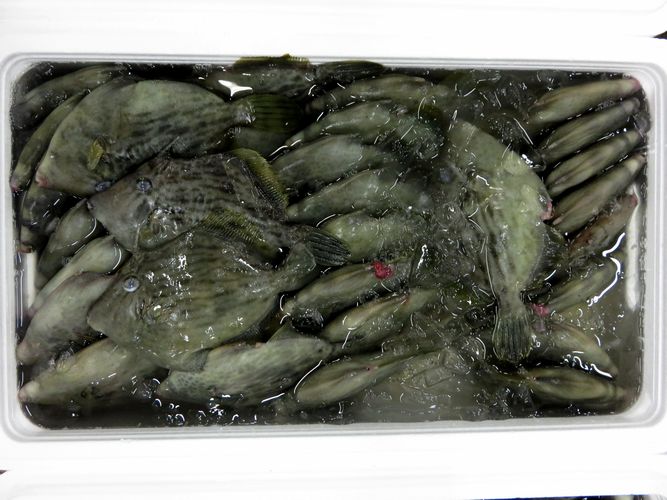 ツルンと皮剥けます カワハギ 横浜丸魚株式会社