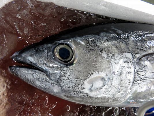 カツオ いや クロマグロの子供 メジマグロです 横浜丸魚株式会社 カツオ いや クロマグロの子供 メジマグロです 横浜丸魚株式会社