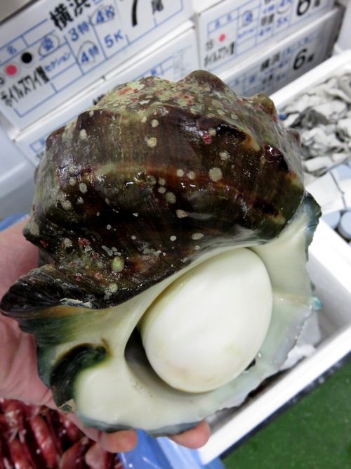 貝殻も貴重です 夜光貝 横浜丸魚株式会社