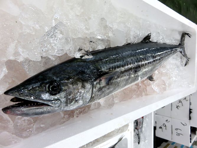 白身魚 赤身魚 どっちなの サワラ 鰆 横浜丸魚株式会社