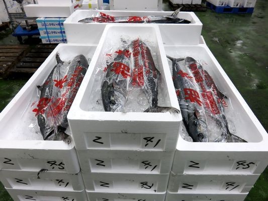白身魚 赤身魚 どっちなの サワラ 鰆 横浜丸魚株式会社