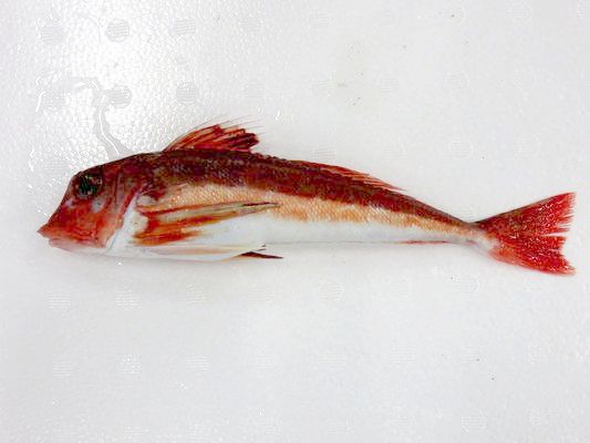金頭 カナガシラと呼びます 横浜丸魚株式会社 金頭 カナガシラと呼びます 横浜丸魚株式会社
