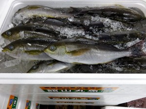 IMG_8470
