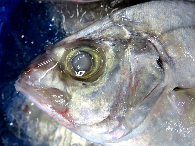 アジ科の魚 カイワリ 貝割 横浜丸魚株式会社