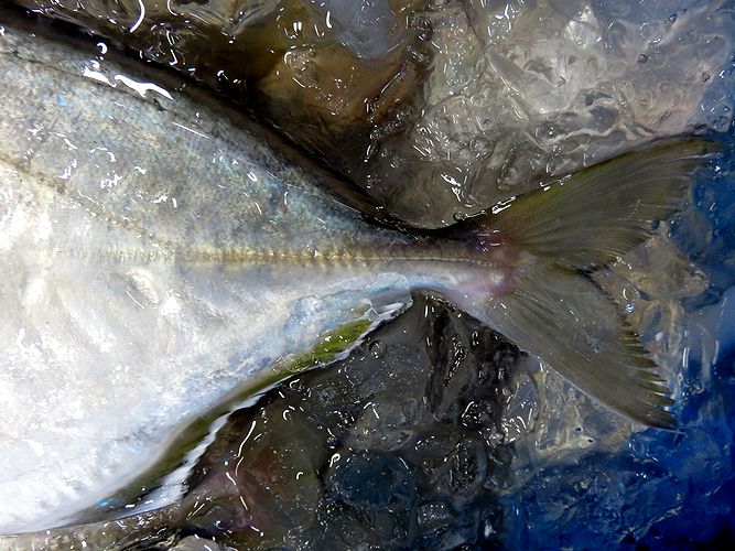 アジ科の魚 カイワリ 貝割 横浜丸魚株式会社