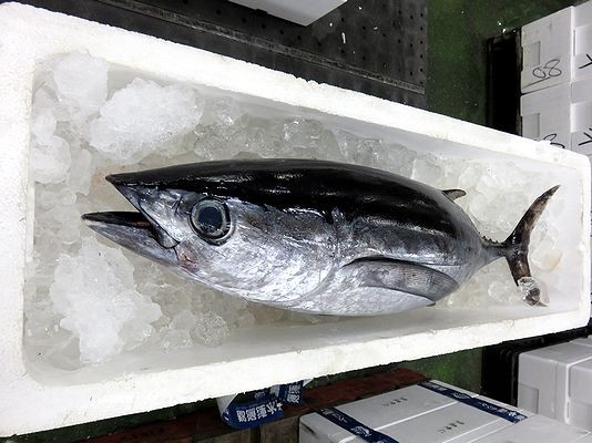 セリ場でトンボ見つけました 横浜丸魚株式会社