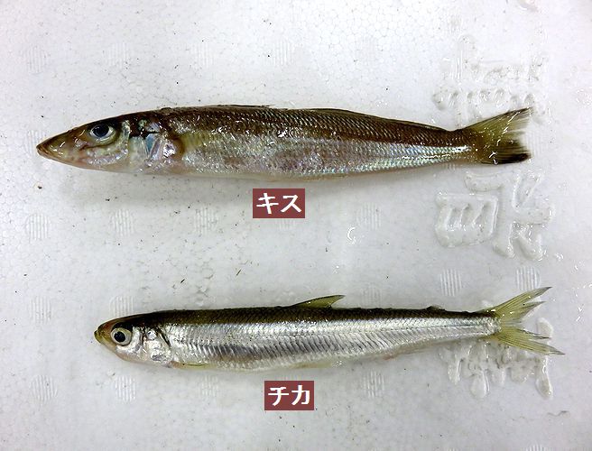 可愛い名前「チカ」と言う魚。 | 横浜丸魚株式会社