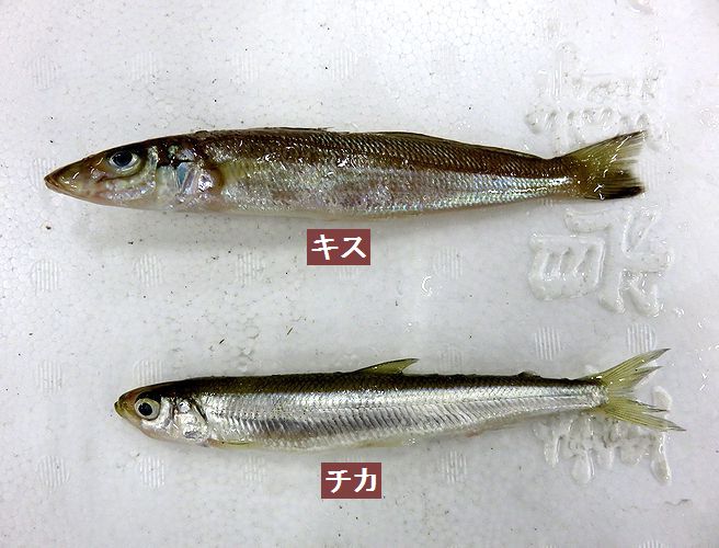 可愛い名前 チカ と言う魚 横浜丸魚株式会社