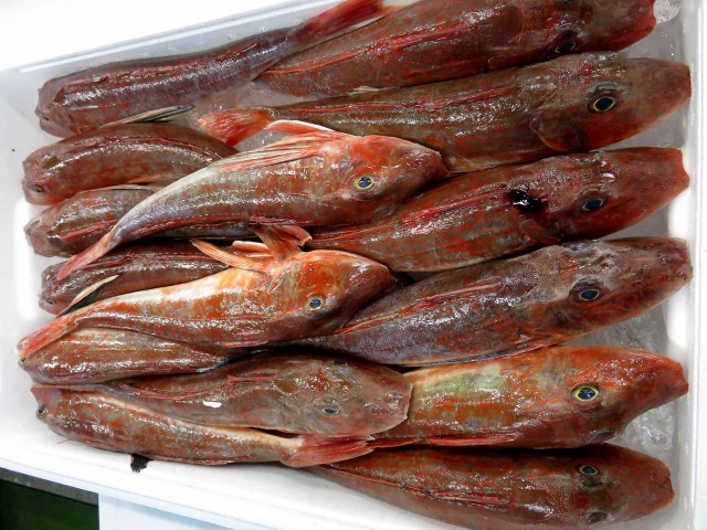 多彩なホウボウ入荷しています 横浜丸魚株式会社