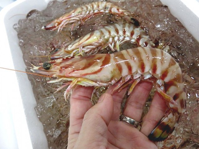 姿イセエビ 味クルマエビ 横浜丸魚株式会社