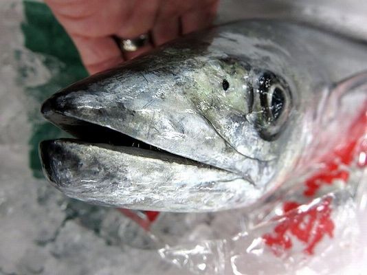 旬の時期が２つある鰆 横浜丸魚株式会社