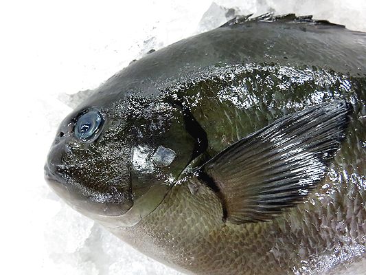 クチブトとオナガ 同じ眼仁奈です 横浜丸魚株式会社