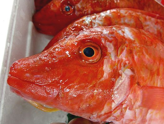 海に緋鯉 オジサンです 横浜丸魚株式会社