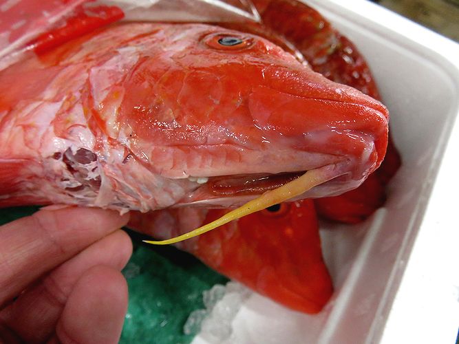 海に緋鯉 オジサンです 横浜丸魚株式会社