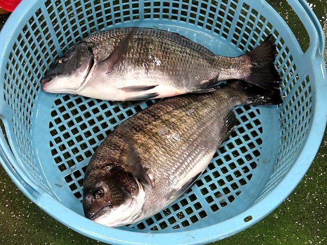 釣師に人気のクロダイ チヌ 横浜丸魚株式会社 釣師に人気のクロダイ チヌ 横浜丸魚株式会社