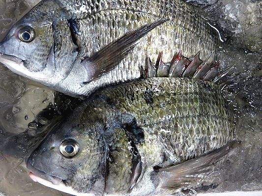 釣師に人気のクロダイ チヌ 横浜丸魚株式会社