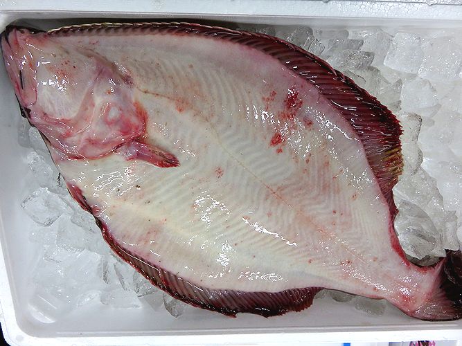 なぜ カレイ ヒラメは裏向き 横浜丸魚株式会社