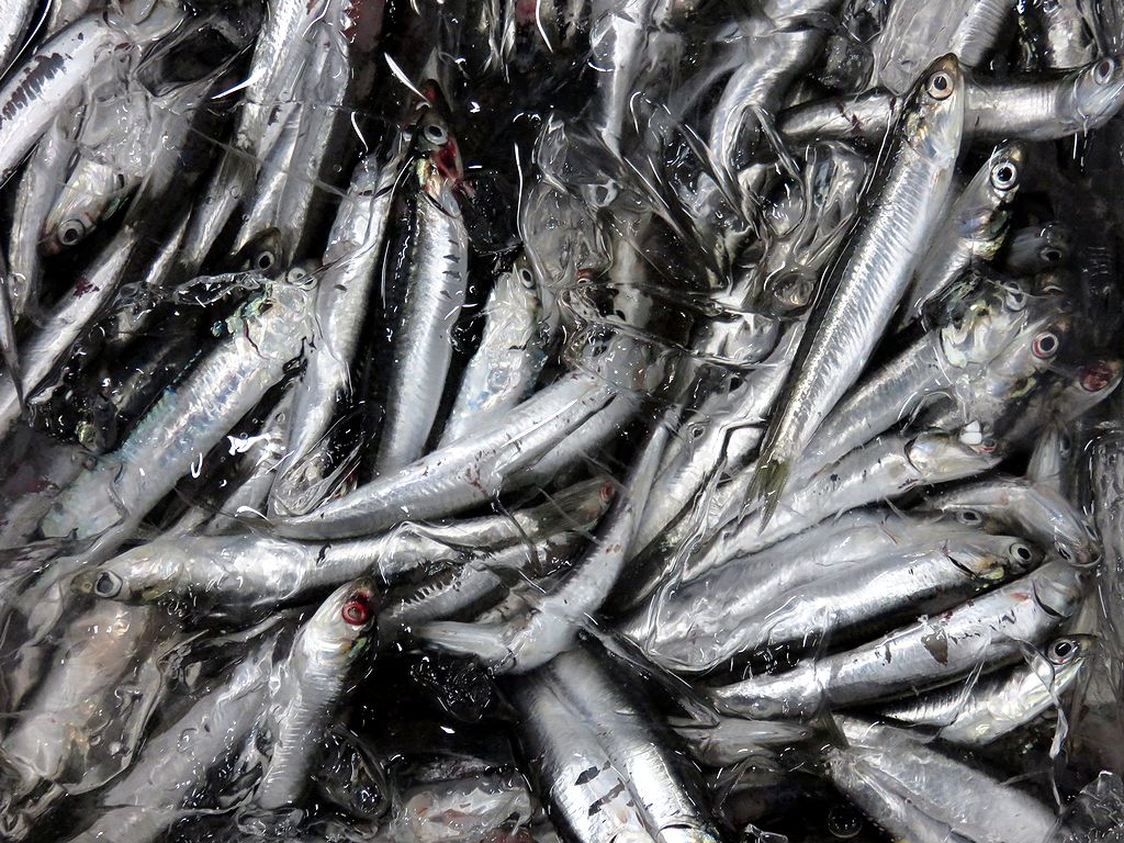 何匹でもいけますね シコイワシ 横浜丸魚株式会社 何匹でもいけますね シコイワシ 横浜丸魚株式会社