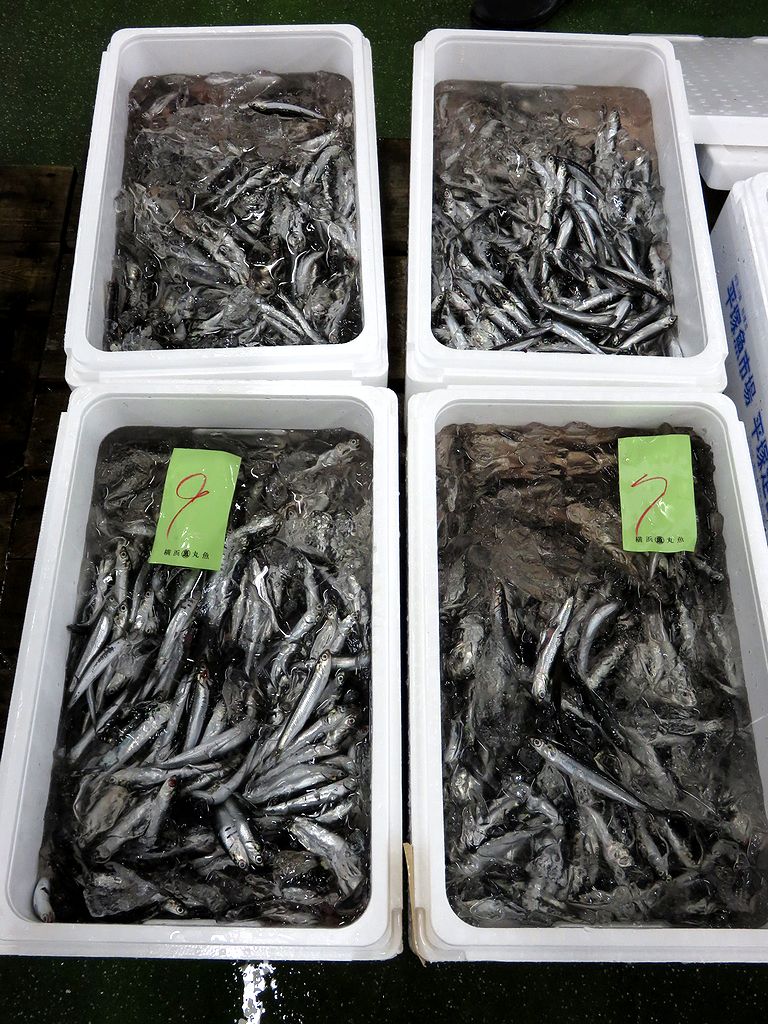 何匹でもいけますね シコイワシ 横浜丸魚株式会社 何匹でもいけますね シコイワシ 横浜丸魚株式会社