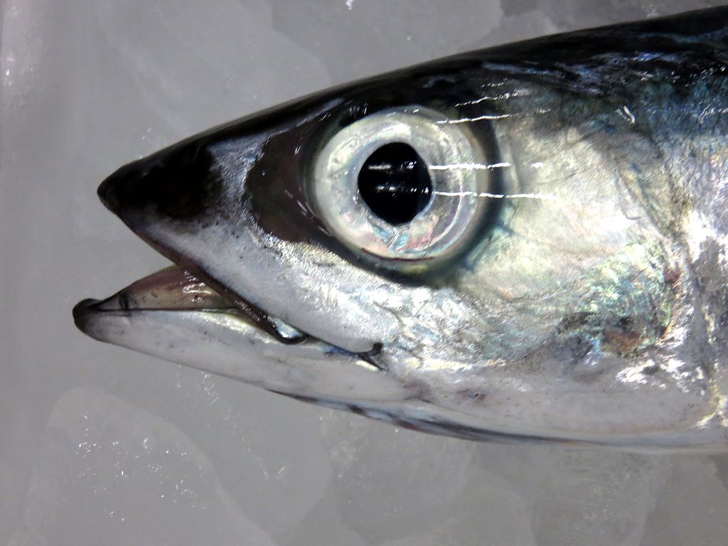 ドングリ眼 魚の目は面白い 横浜丸魚株式会社