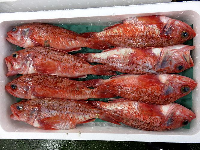 ユメカサゴは別名 ノドグロと呼ばれています 横浜丸魚株式会社