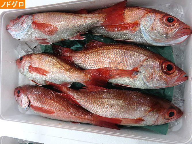 ユメカサゴは別名 ノドグロと呼ばれています 横浜丸魚株式会社