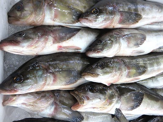 北海道新幹線に乗って 生のホッケを食べに行こう 横浜丸魚株式会社