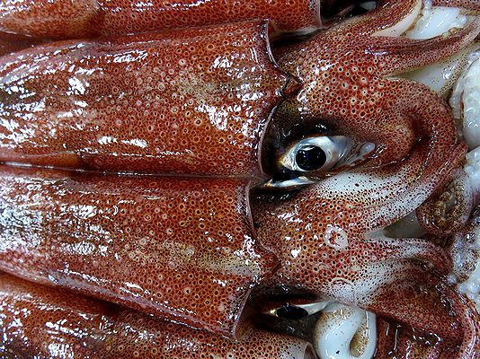 産地と市場限定 ダルマイカの紅色 横浜丸魚株式会社