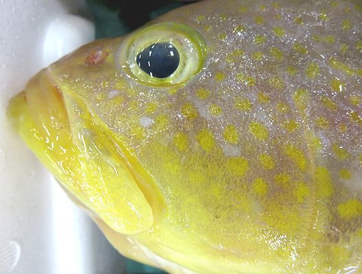 黄色いのにアオナ 横浜丸魚株式会社 黄色いのにアオナ 横浜丸魚株式会社