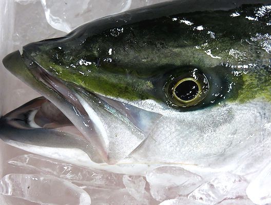 三重県産 桜ブリ 横浜丸魚株式会社 三重県産 桜ブリ 横浜丸魚株式会社