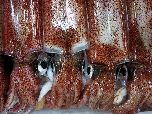 頭から足が生えているイカ 横浜丸魚株式会社 頭から足が生えているイカ 横浜丸魚株式会社