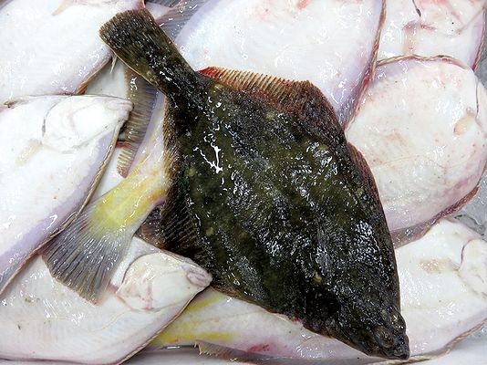 カレイ科御三家 マガレイ 横浜丸魚株式会社