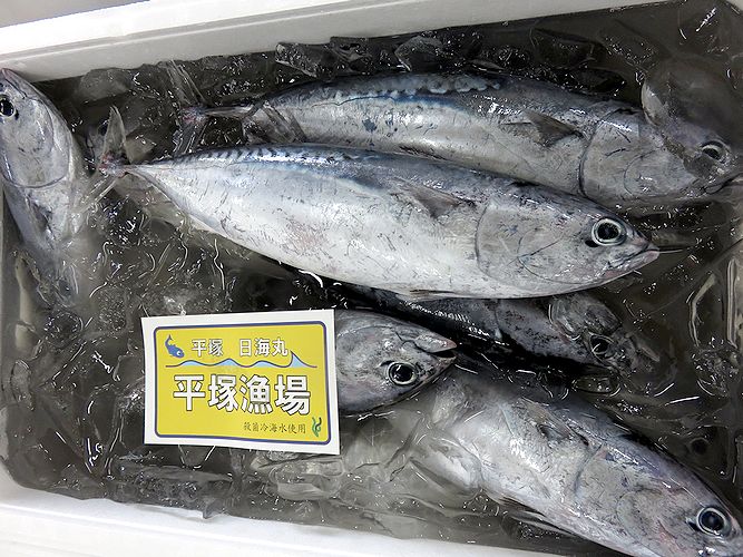 魚は食べてみないと分からない ソウダガツオ 横浜丸魚株式会社