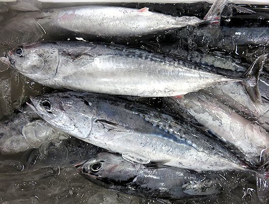 魚は食べてみないと分からない ソウダガツオ 横浜丸魚株式会社