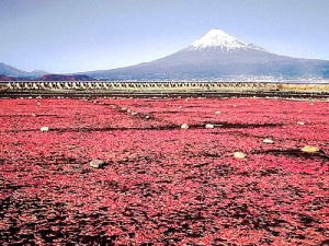 桜えび