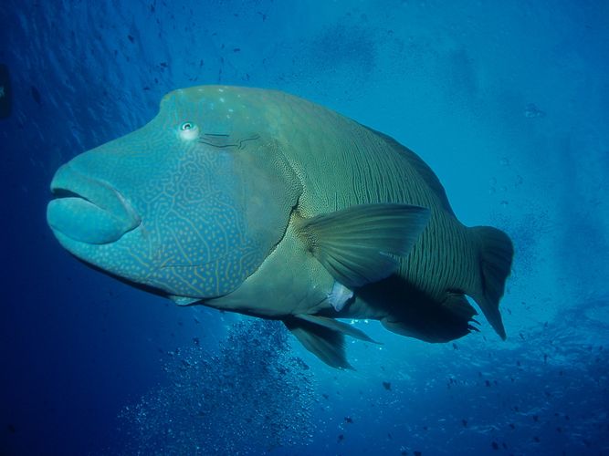 これまでで最高のナポレオン フィッシュ コブダイ すべての魚の画像