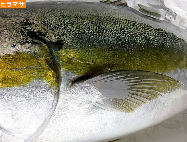 ブリとヒラマサの見分けは難しい 横浜丸魚株式会社