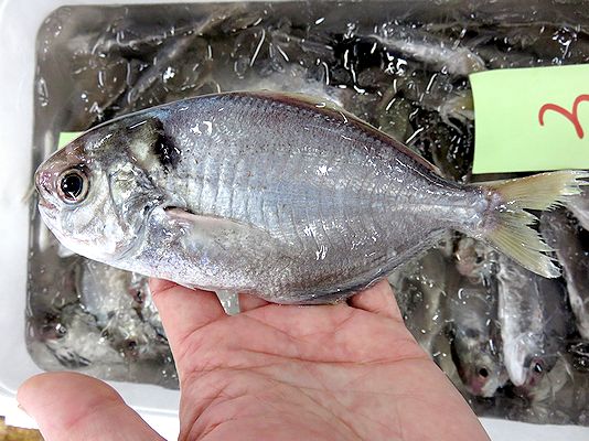 バターフィッシュ いいえ エボダイです 横浜丸魚株式会社