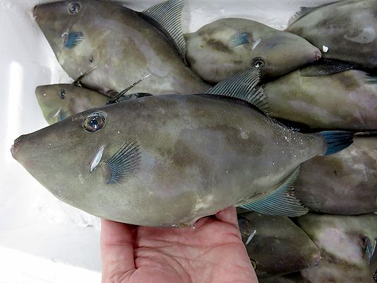 どうしても発泡カスが付いてしまう ウマズラハギ 横浜丸魚株式会社