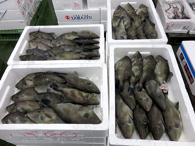 どうしても発泡カスが付いてしまう ウマズラハギ 横浜丸魚株式会社