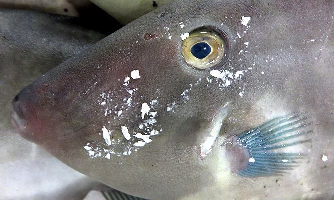 どうしても発泡カスが付いてしまう ウマズラハギ 横浜丸魚株式会社