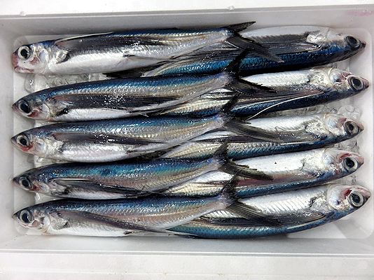 夏の到来を告げるトビウオ 横浜丸魚株式会社