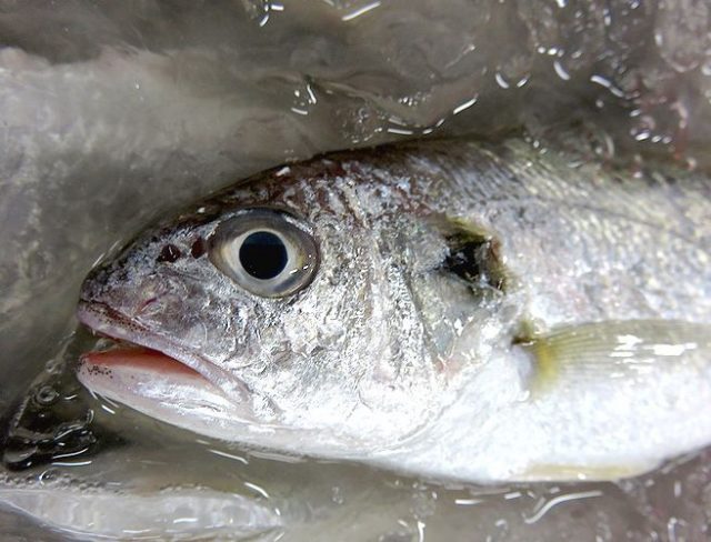 イシモチ お洒落にムニエルでいかがですか 横浜丸魚株式会社