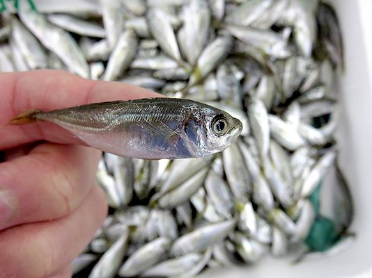 仁丹みたいに小さいアジの稚魚 横浜丸魚株式会社