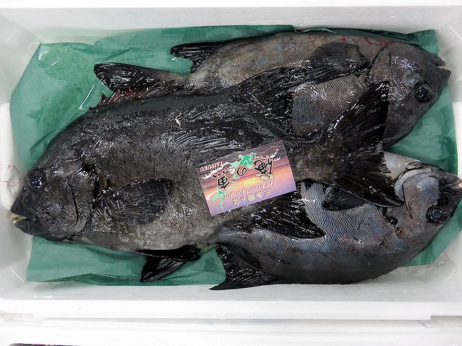 黒い斑紋が可愛い イシガキダイ 横浜丸魚株式会社